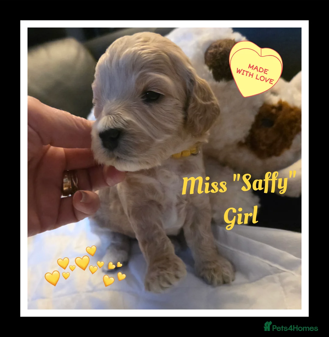 Cockapoo dogs for sale: Adorable Cockerpoo Teddy Bears - Advert 3