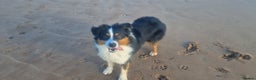 Australian Shepherd dogs for stud: Australian shepard for stud and proven - Advert 1