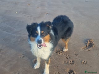 Australian Shepherd dogs Australian shepard for stud and proven - Advert 2