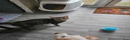 Mixed Breed cats for sale: Tabby kittens  - Advert 6