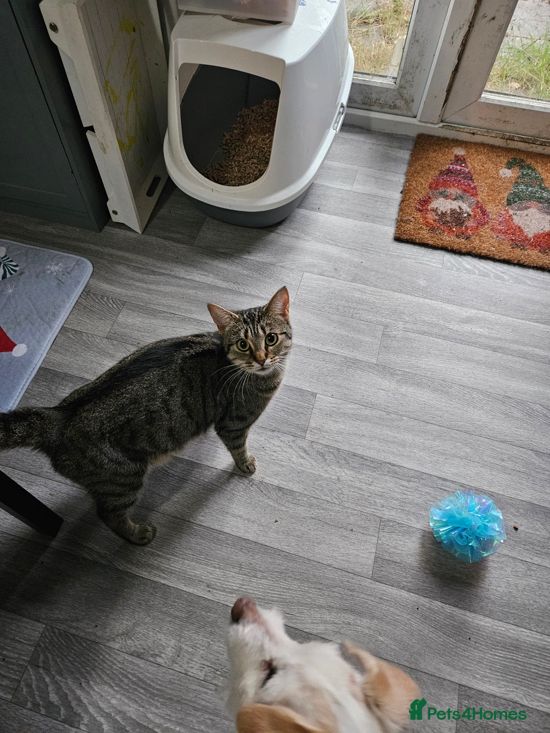 Mixed Breed cats for sale: Tabby kittens  - Advert 6