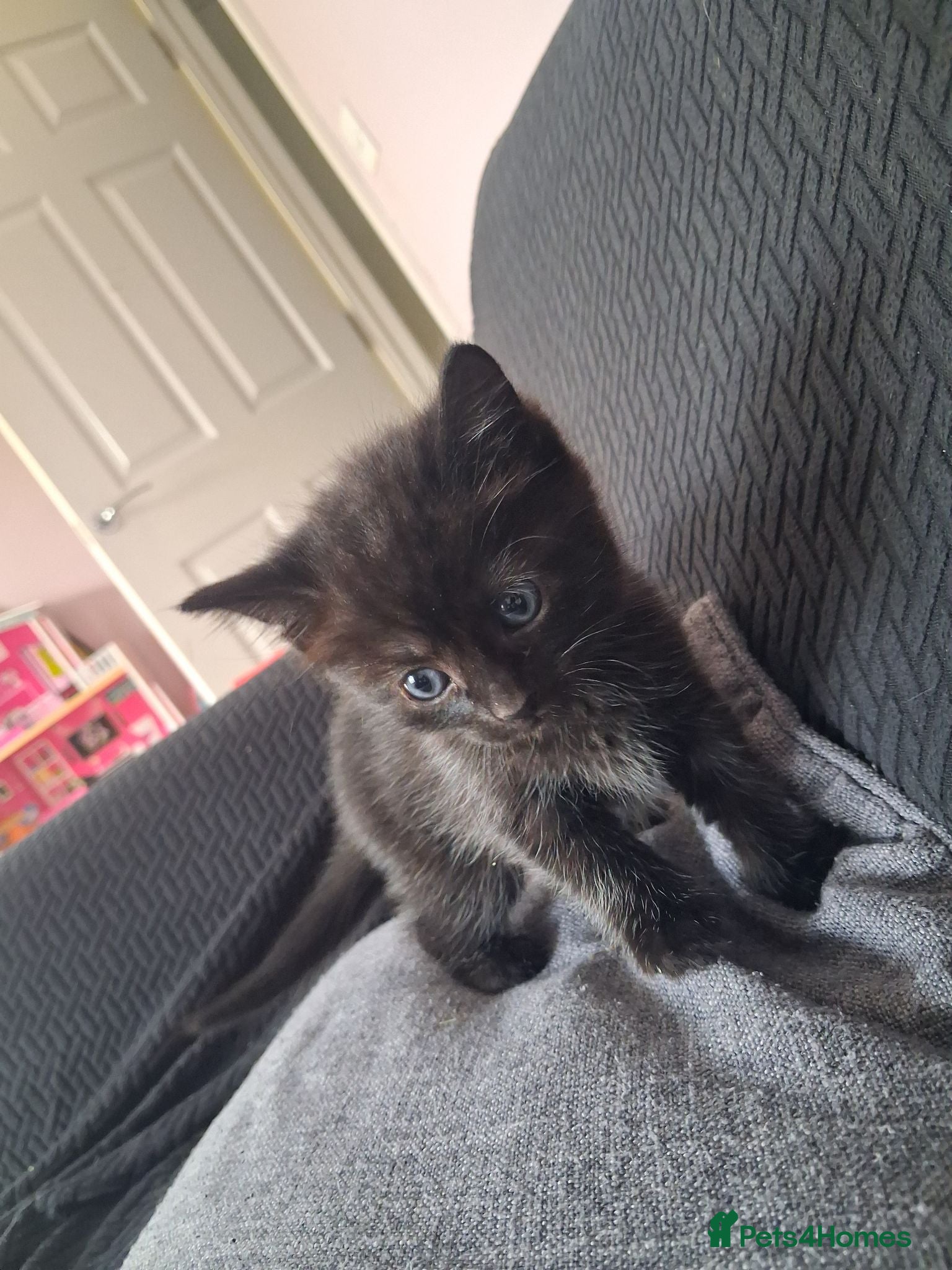 Mixed Breed cats Beautiful long haired fluffy kittens - Advert 1