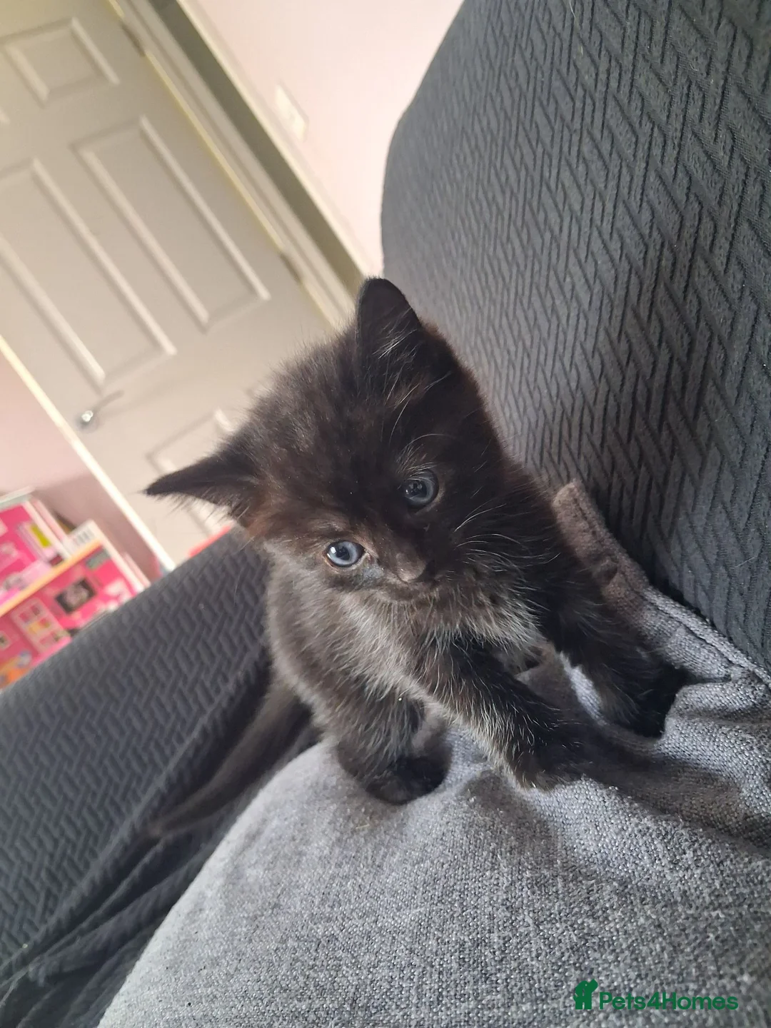 Mixed Breed cats for sale: Beautiful long haired fluffy kittens - Advert 1