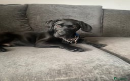 Labrador Retriever dogs for sale: Labrador  - Image 4