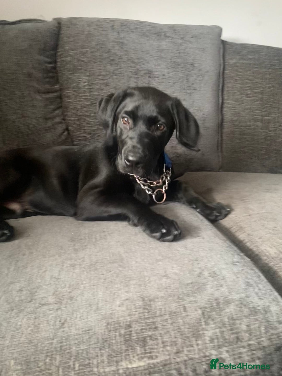 Labrador Retriever dogs for sale: Labrador  - Image 4