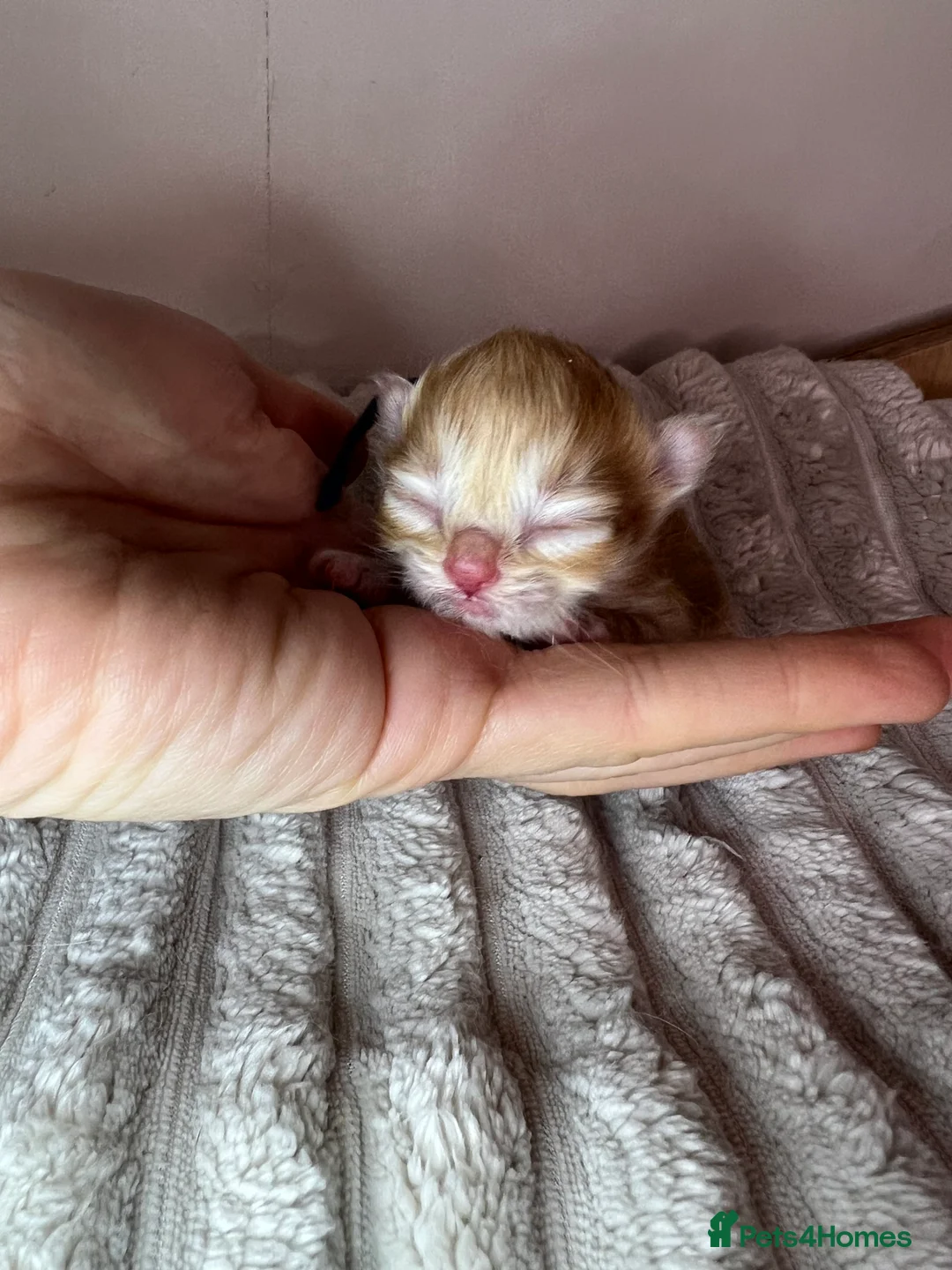 British Longhair cats for sale: VET BRED HEALTH TESTED GCCF KITTENS NOW + WAITLIST - Advert 41