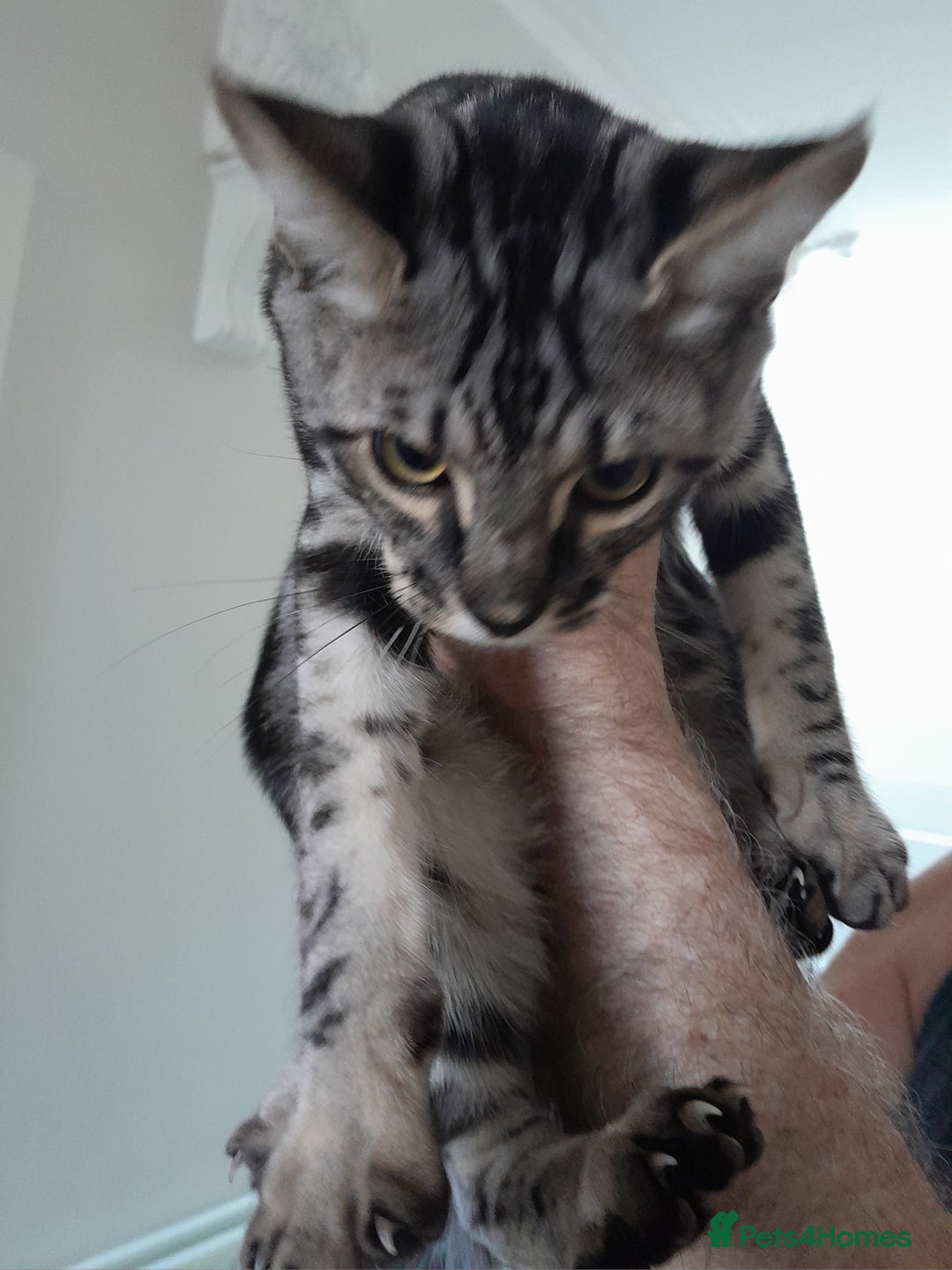 Savannah cats for sale: Full Pedigree & TICA Reg F5 Marble Savannah Kitten - Image 2