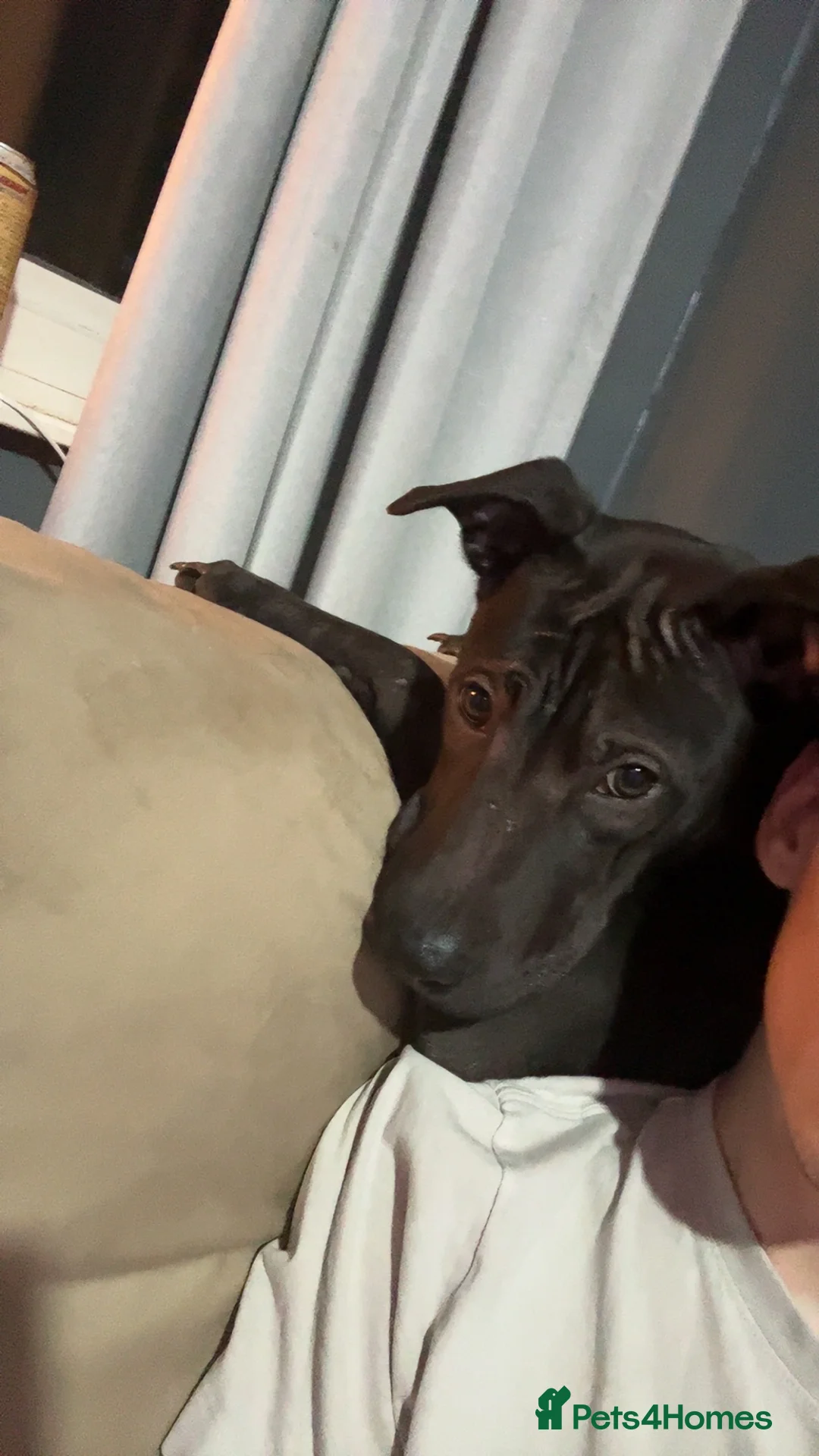 Mixed Breed dogs for sale: Rottweiler cross sharpei  - Advert 2