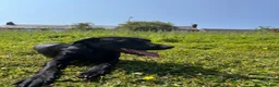 Labrador Retriever dogs for stud: Labrador for stud - Advert 2