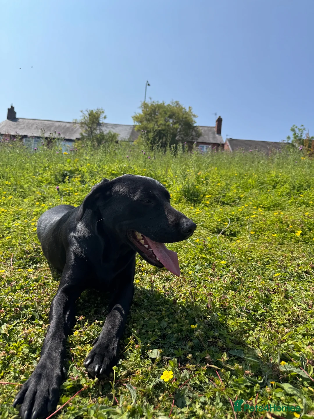 Labrador Retriever dogs for stud: Labrador for stud - Advert 2