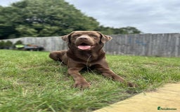 Labrador Retriever dogs for stud: Male for stud - Image 3