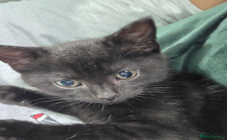 British Shorthair cats for sale - Advert 1