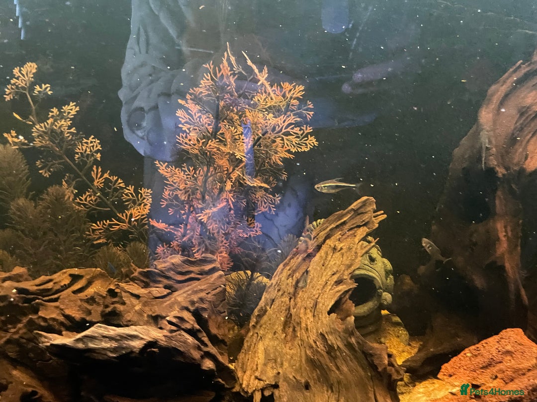 Loaches fish for sale: 4ft aquarium fish tank - Advert 5