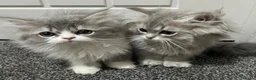 Persian cats for sale: Beautiful Persian kittens now ready to leave  - Advert 1