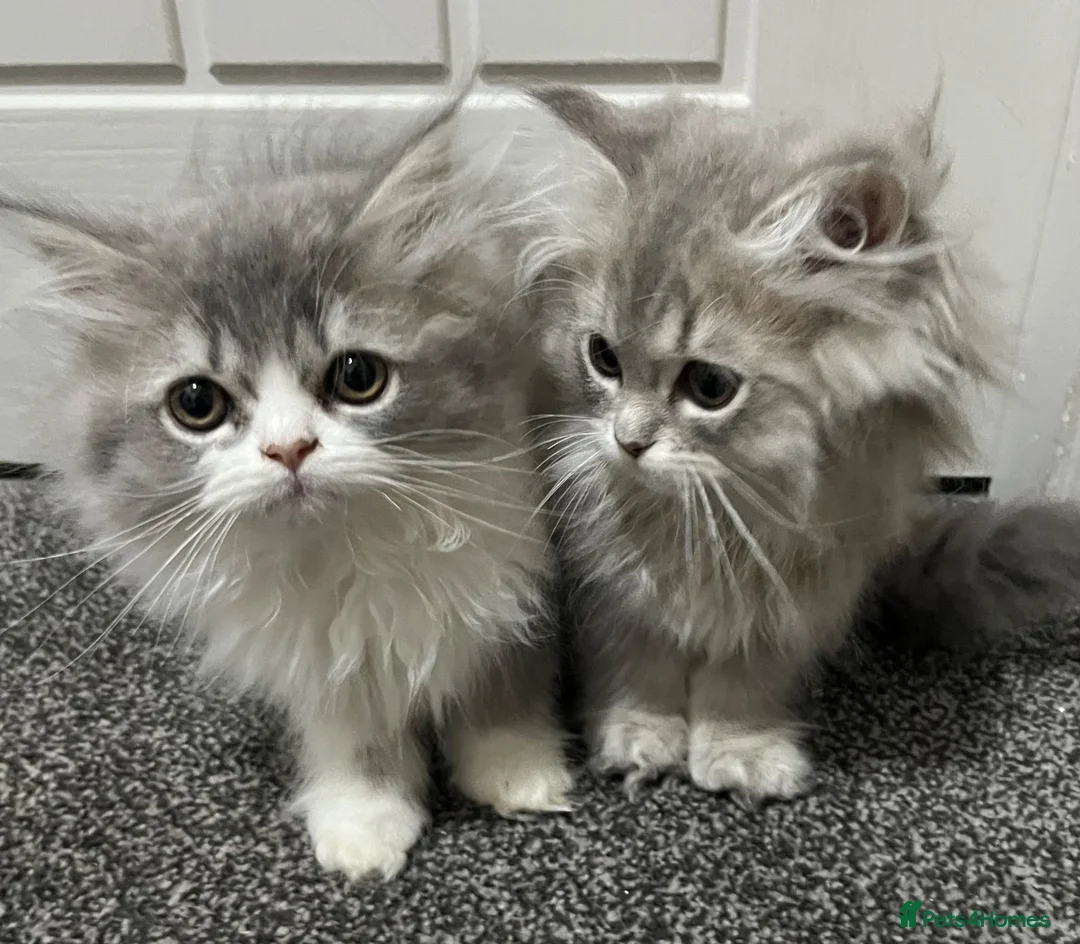 Persian cats for sale: Beautiful Persian kittens now ready to leave  - Advert 1