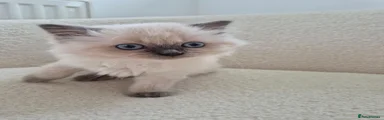 Ragdoll 2