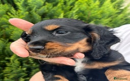 Cocker Spaniel dogs for sale: Working Cocker Spaniels  - Image 13