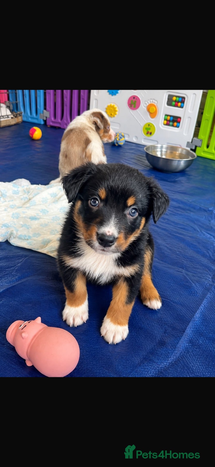 Border Collie dogs Stunning border collie puppies 🐶 - Advert 2