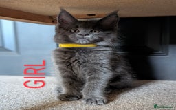 Maine Coon cats for sale: GCCF registered 5 Maine Coon kittens s 😻 - Image 7