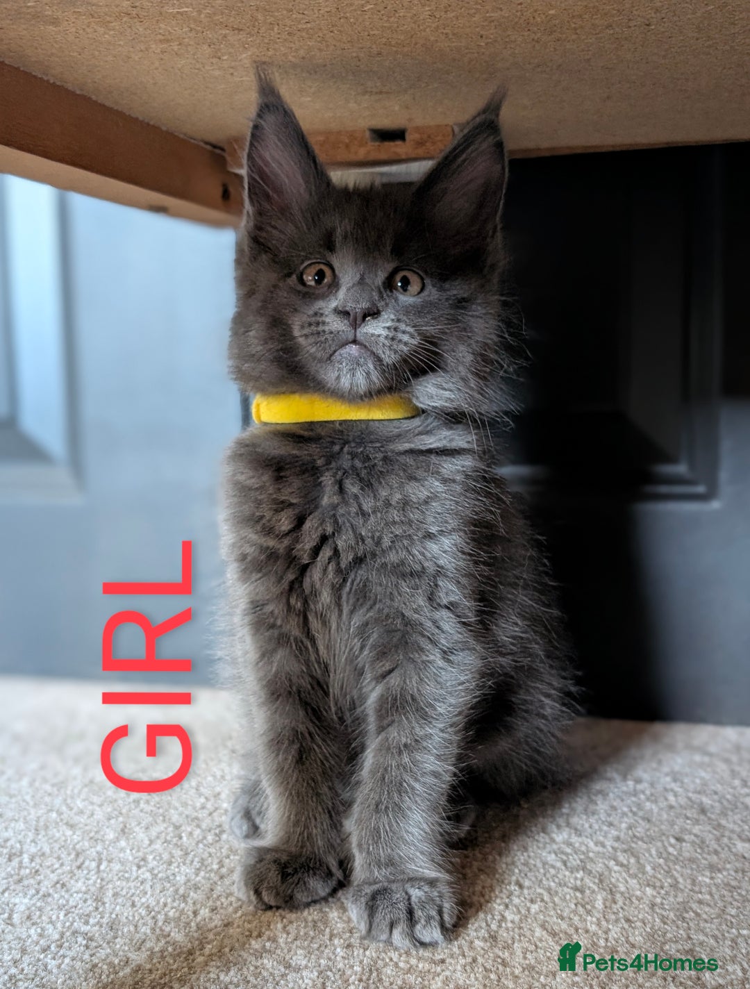 Maine Coon cats for sale: GCCF registered 5 Maine Coon kittens s 😻 - Image 7