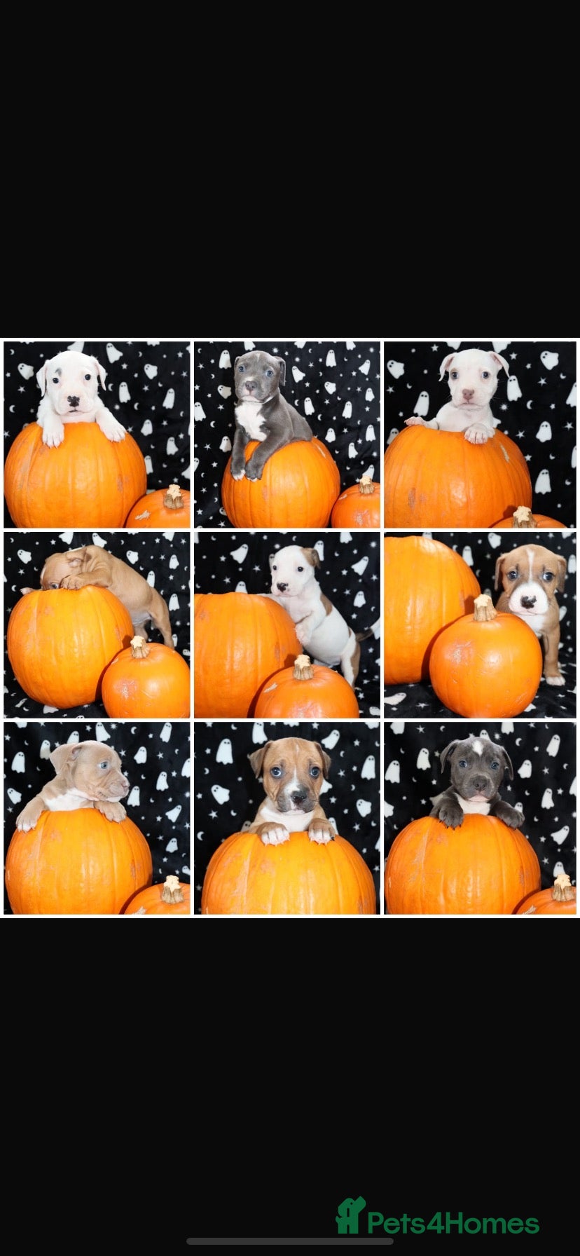 Mixed Breed dogs Ready to go in 2 weeks 🏡💕 - Advert 5