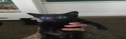 British Shorthair cats for sale: 3 black british shorthaired kittens in Wolverhampton - Advert 3