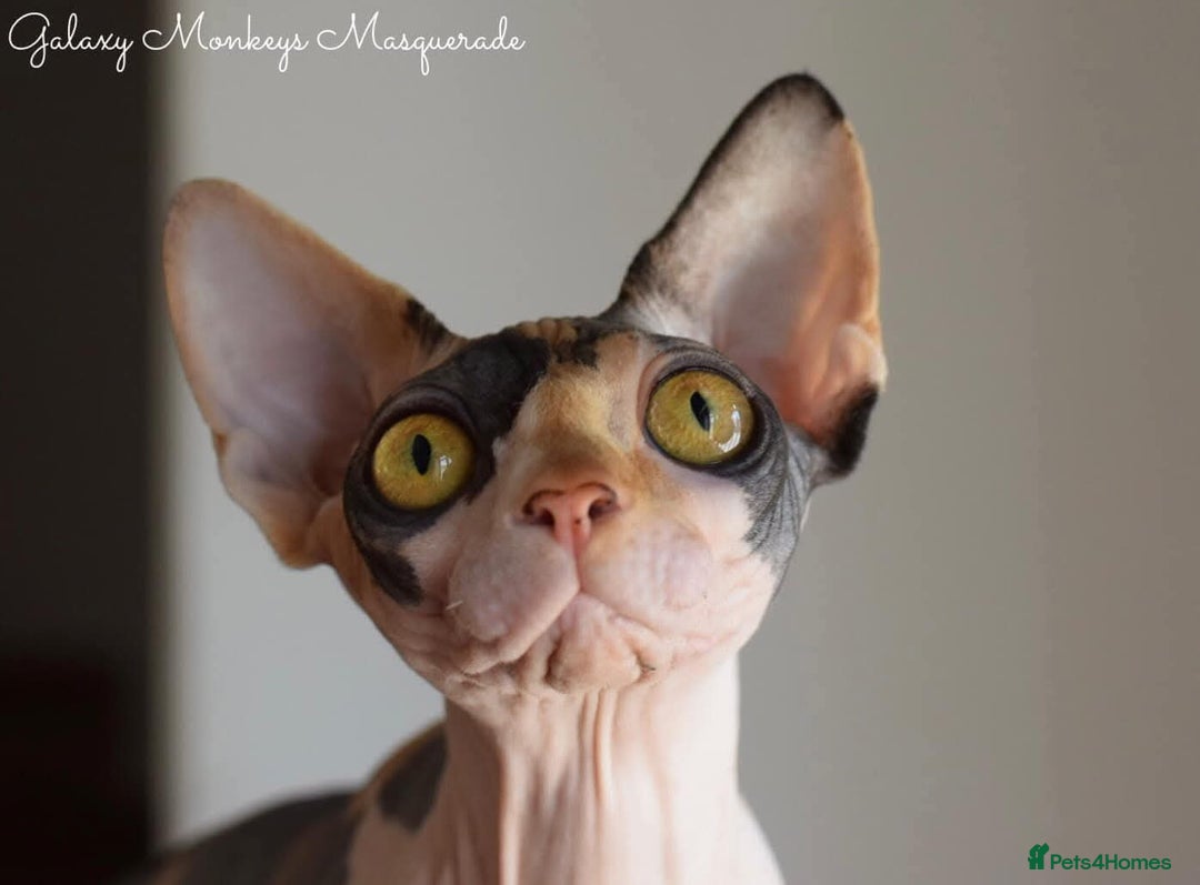 Sphynx cats for sale: Beautiful Sphynx Calico Girl  - Image 4
