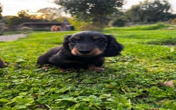 Miniature Dachshund dogs for sale: Miniature long-haired dachshund  - Image 3