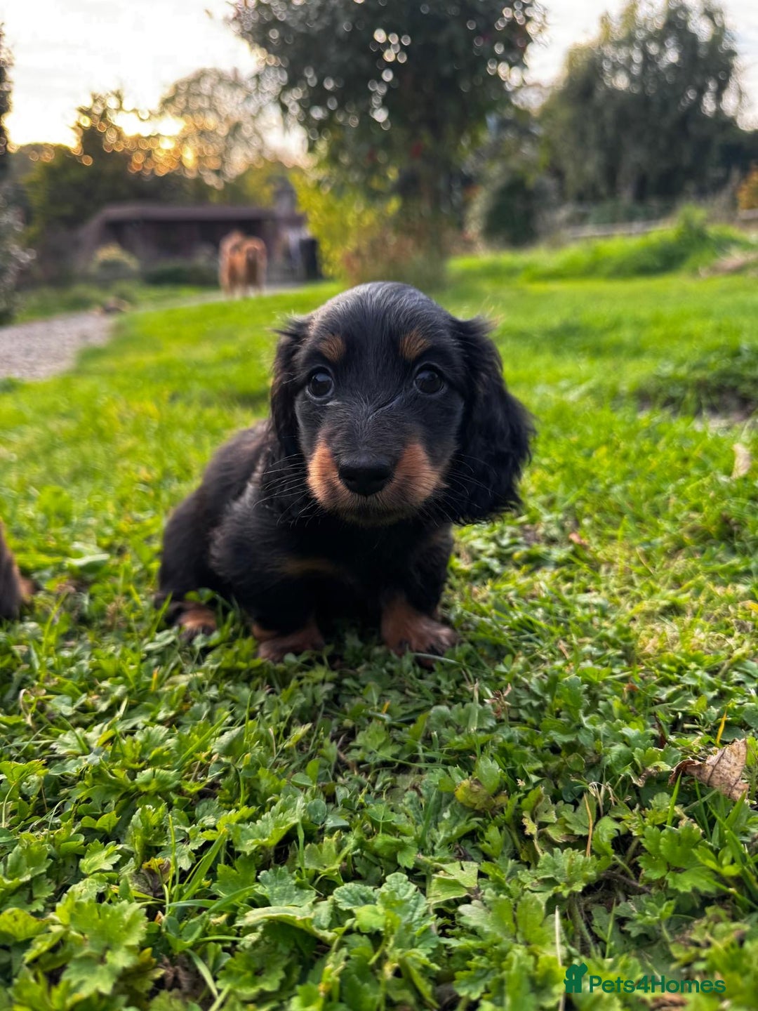 Miniature Dachshund dogs for sale: Miniature long-haired dachshund  - Image 3