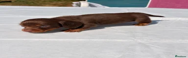 Miniature Dachshund 3