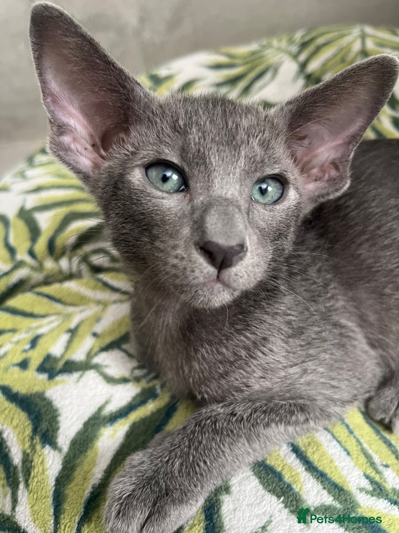 Oriental cats Supreme pedigree GCCF registered oriental kittens - Advert 3