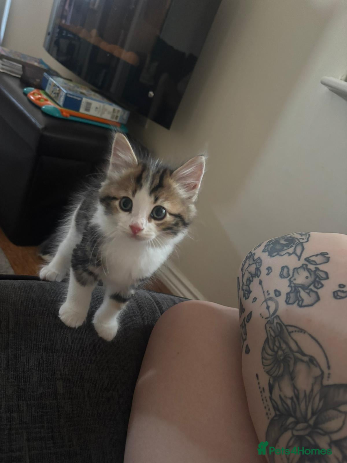 Mixed Breed cats 5 gorgeous kittens ready now!  - Advert 2