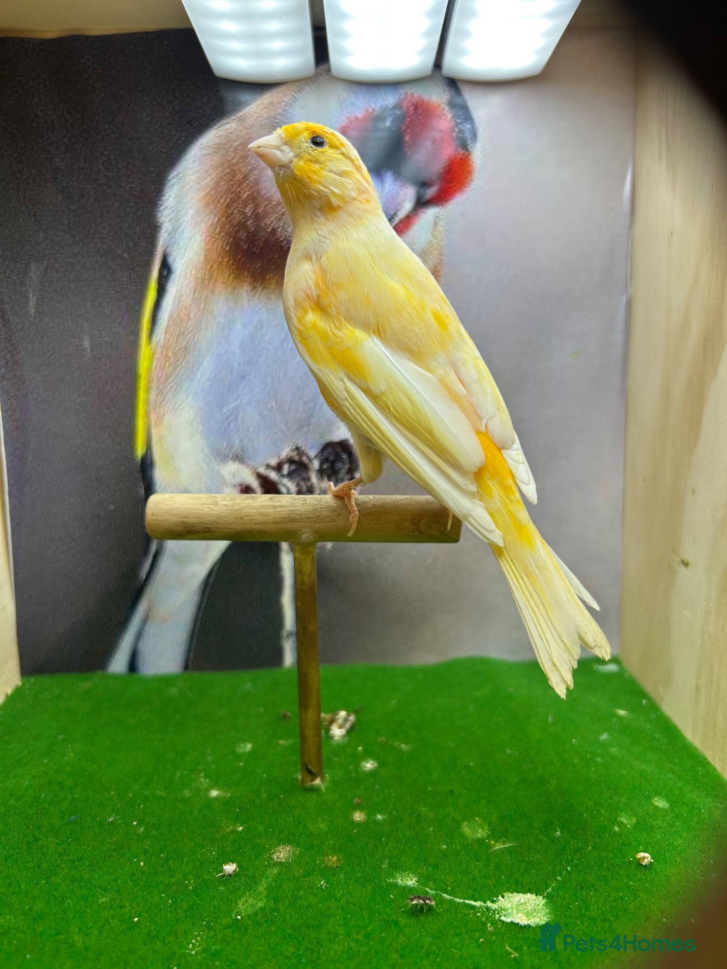 Canaries birds Male red dimorphic canaries  - Advert 1