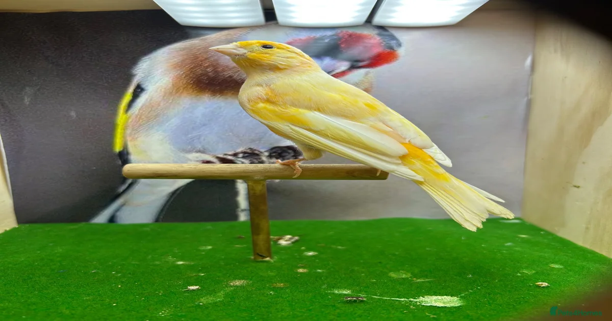 Red Canaries Birds for sale | Pets4Homes