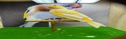 Canaries birds for sale: Male red dimorphic canaries  - Advert 1