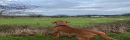 Hungarian Vizsla dogs for stud: Full KC Registered Hungarian Vizsla for stud - Advert 8