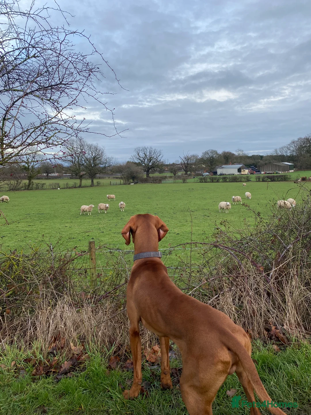 Hungarian Vizsla dogs for stud: Full KC Registered Hungarian Vizsla for stud - Advert 8