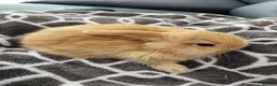 Mini Lop rabbits for sale: Mini Lop Bunnies ready for reserve - Advert 10