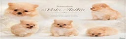 Pomeranian dogs for sale: MINIATURE CHAMPION LINES POMERANIANS - Advert 2