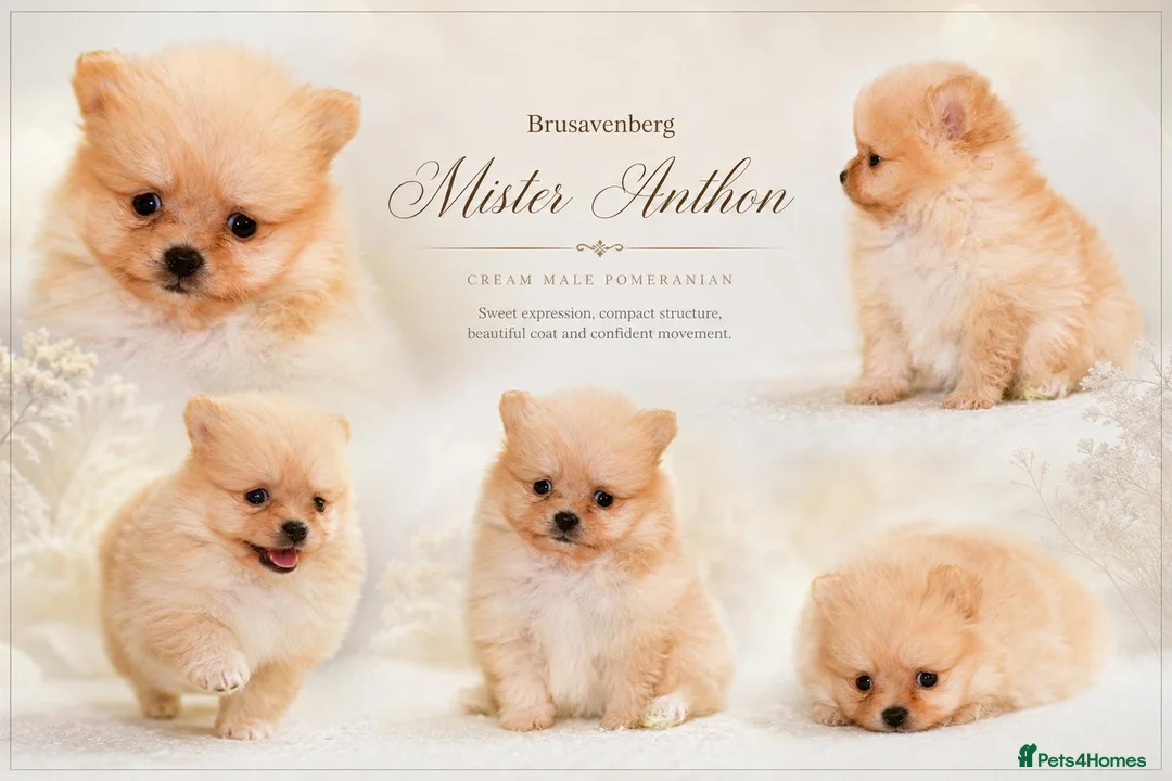 Pomeranian dogs for sale: MINIATURE CHAMPION LINES POMERANIANS - Advert 2