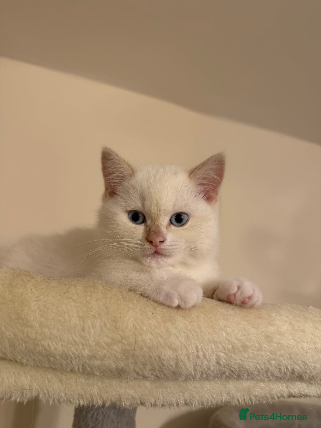 British Shorthair cats for sale: Female pure bred British short hair - Advert 6