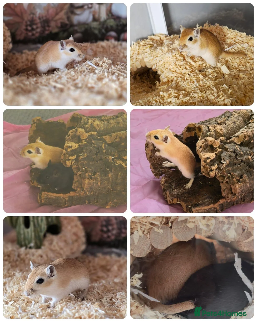 Gerbil rodents for sale: Two Female Gerbils 7 months old - Advert 2
