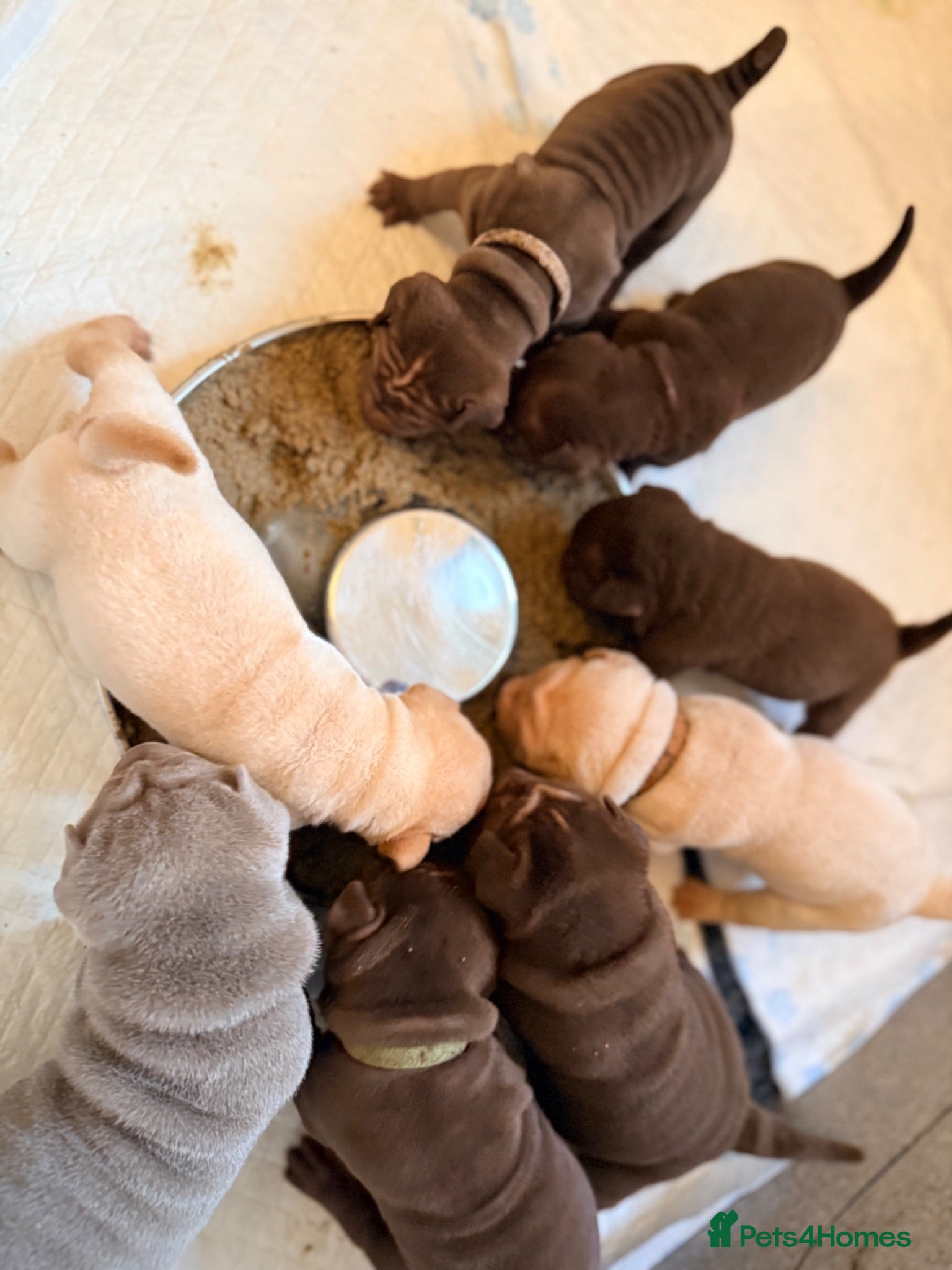 Shar Pei dogs Sharpei Puppies for sale  - Advert 2