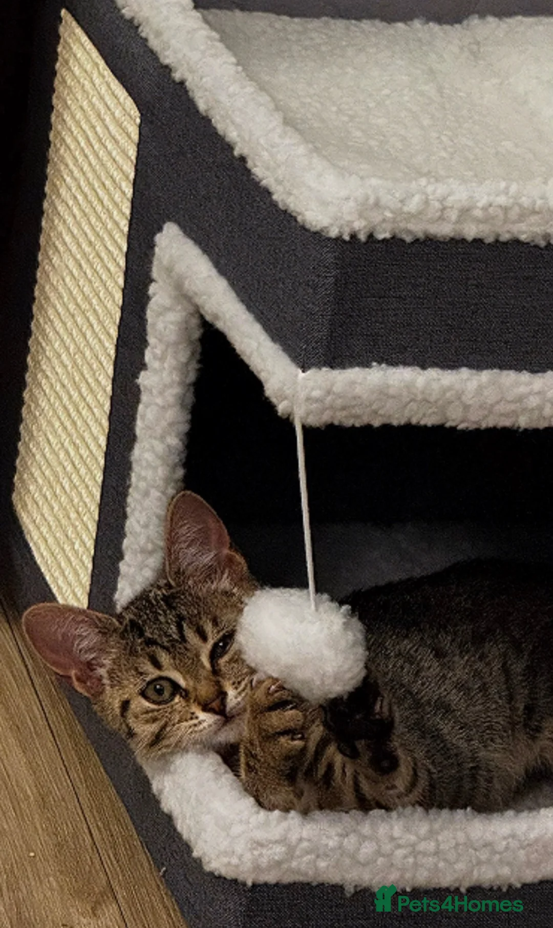 Domestic Shorthair cats for sale: Adorable kitten for adoption in Wallington - Advert 4
