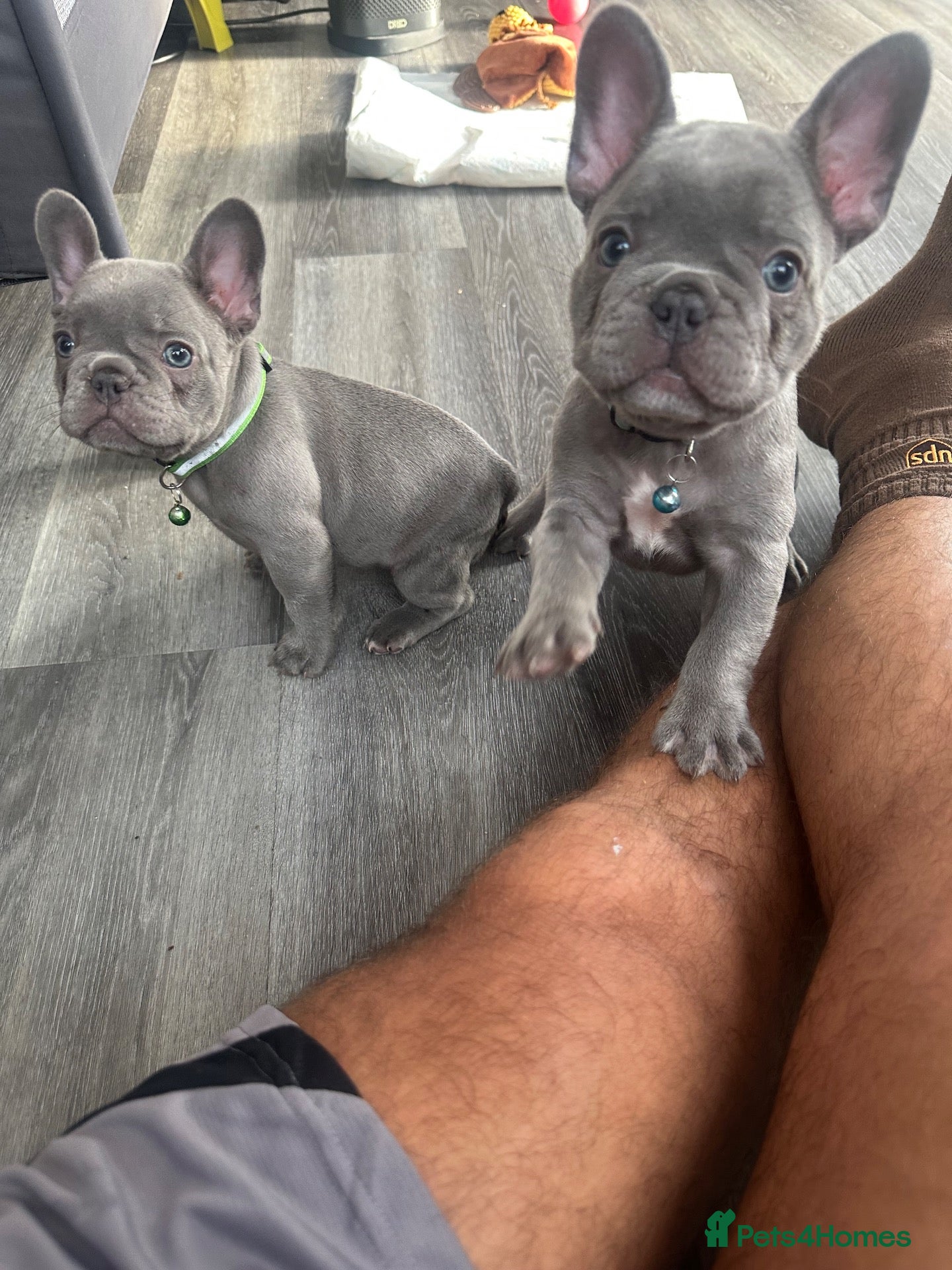 French Bulldog dogs FRENCH BULLDOGS  - Advert 2
