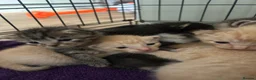 Mixed Breed cats for sale: Kitten 1 - Advert 1