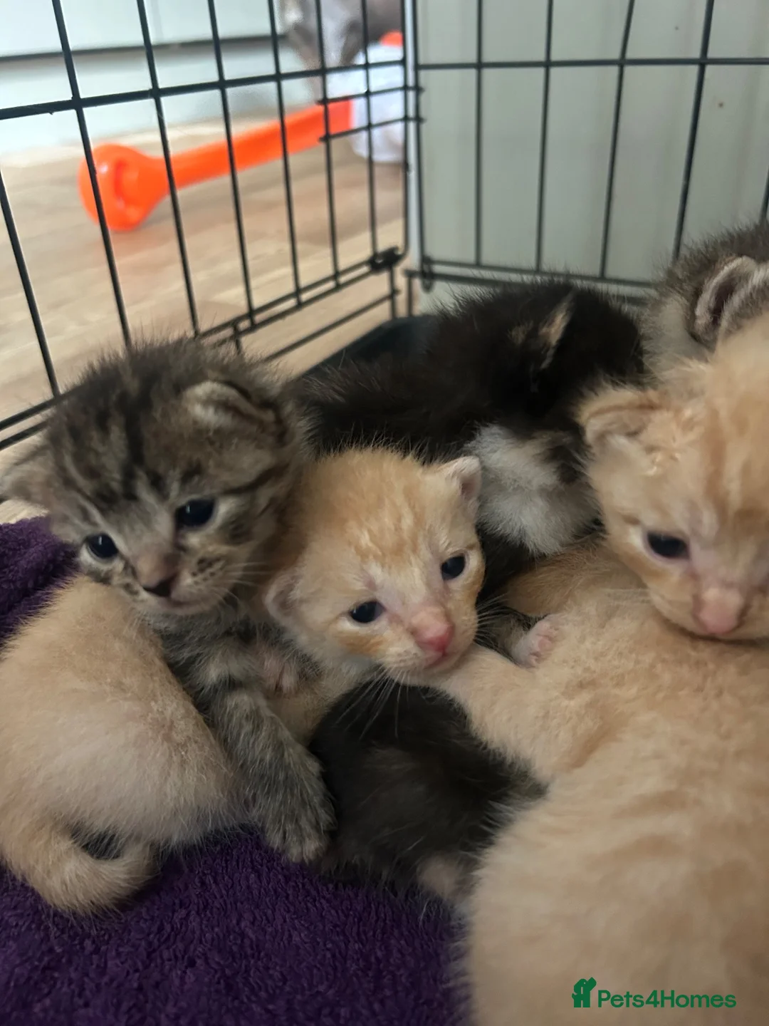Mixed Breed cats for sale: Kitten 1 - Advert 1