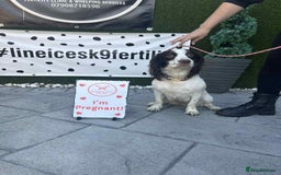 Cocker Spaniel dogs for sale: Stunning kc working cocker spaniels - Image 6