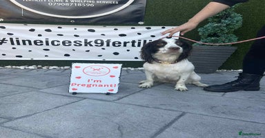 Cocker Spaniel dogs - Advert 14