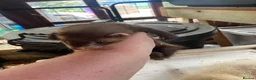Ferret rodents for sale: Baby Male ferrets  - Advert 5